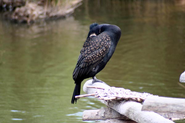 Killikus&reg; Fotographie